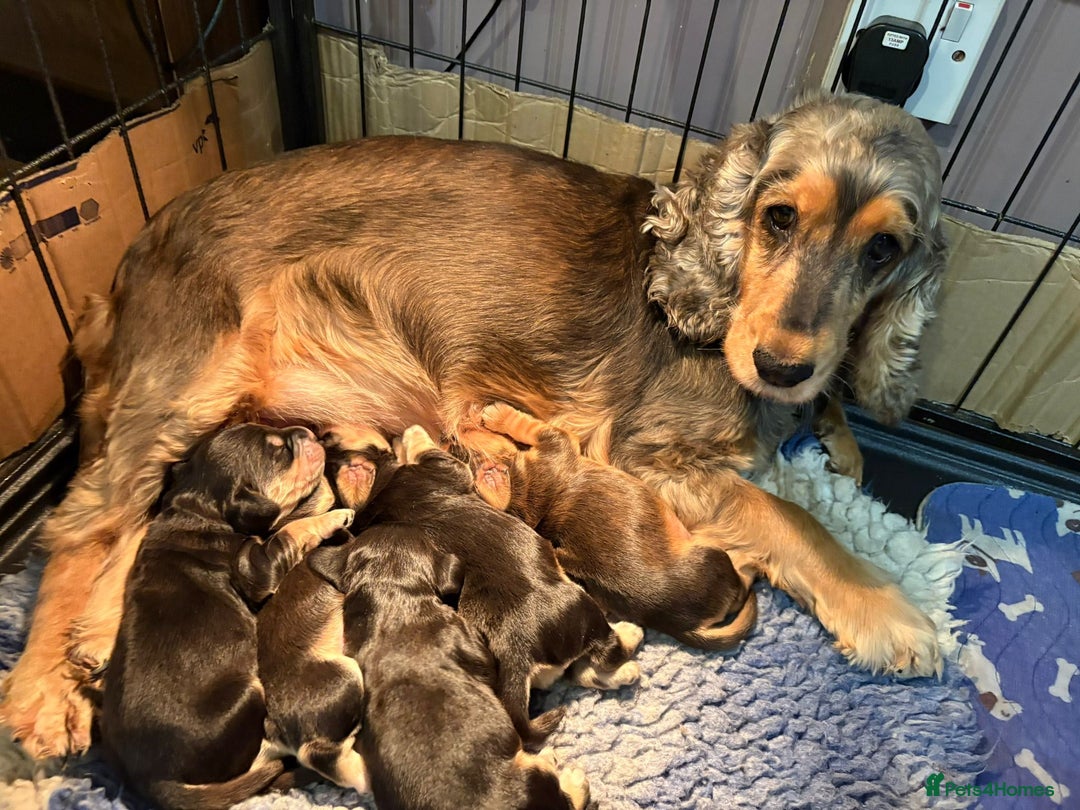 Cocker Spaniel dogs for sale: Kc reg show type cocker spaniel puppies  - Image 7