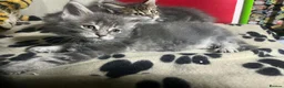 Maine Coon cats for sale: Maine coon pure American kittens - Advert 13