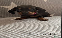 Dachshund dogs for sale:  !!Reduced!!READY TO LEAVE!! miniature dachshunds  - Image 11