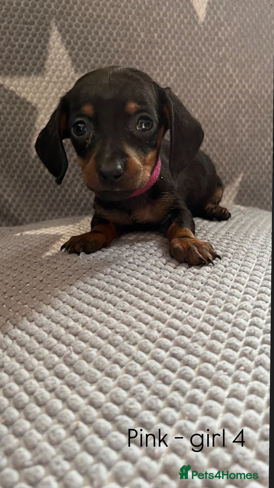 Dachshund dogs for sale:  !!Reduced!!READY TO LEAVE!! miniature dachshunds  - Image 11