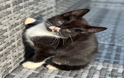 Bengal cats for sale: Gorgeous Bengal X Kittens!! Price Reduced!! - Image 37