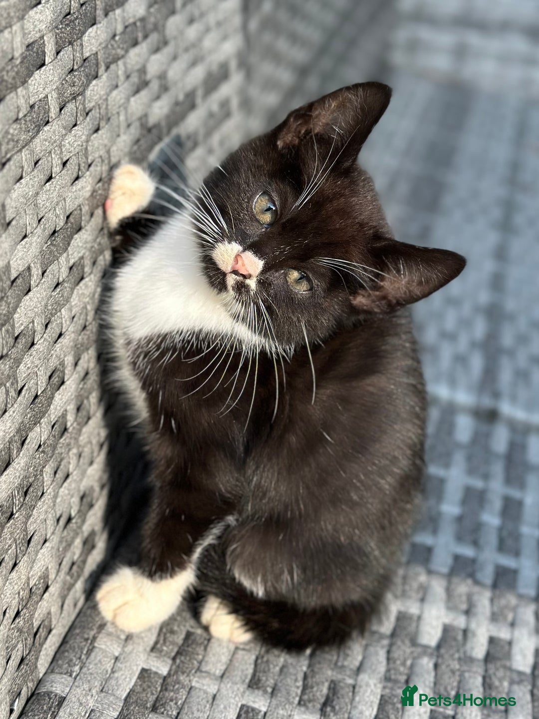 Bengal cats for sale: Gorgeous Bengal X Kittens!! Price Reduced!! - Image 37