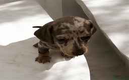Miniature Dachshund dogs for sale: Miniature Dachshunds  - Image 8