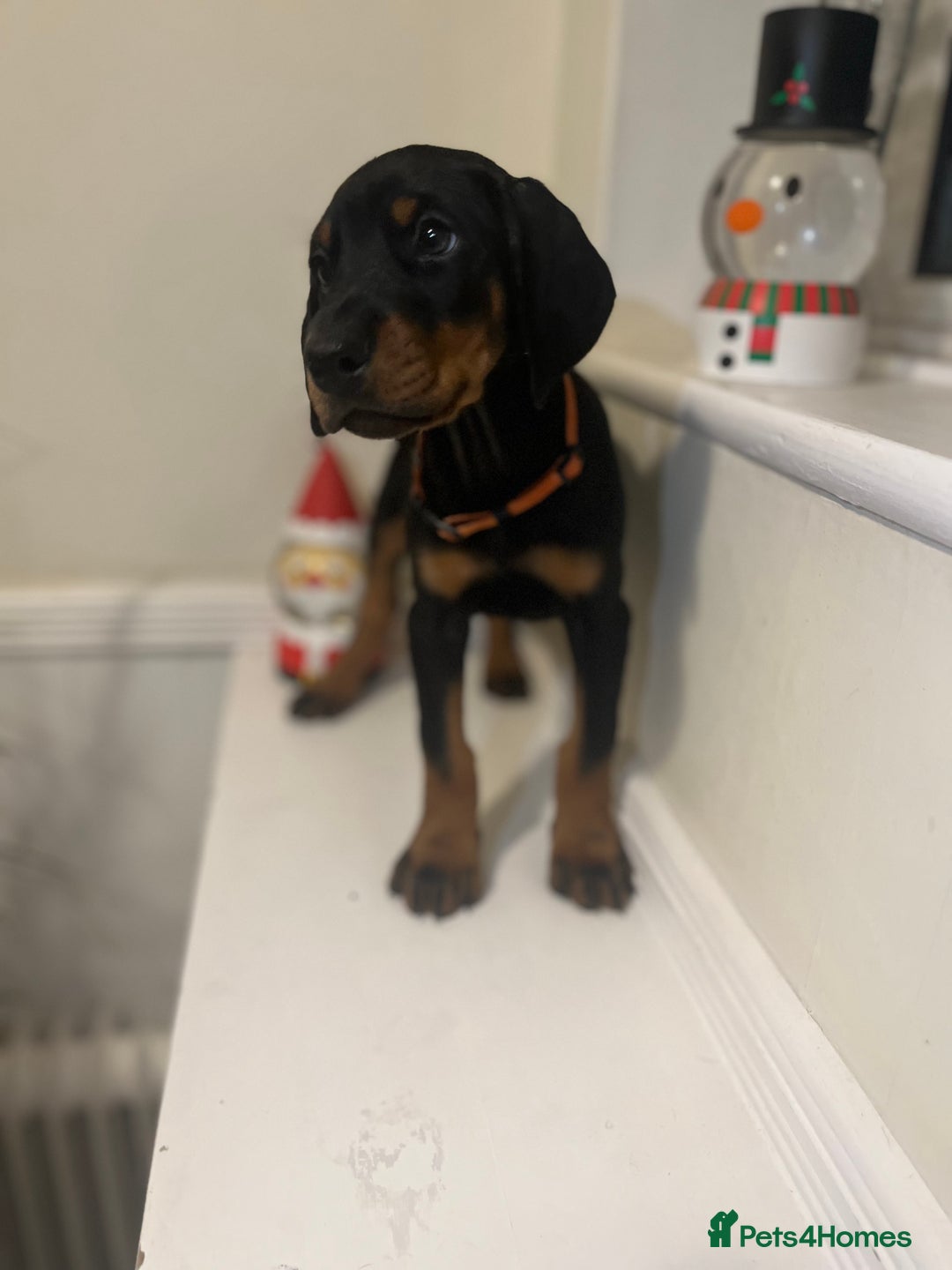 Dobermann dogs for sale: 🏆Supreme Dobermanns - Where Excellence Begins 🏆 - Advert 26