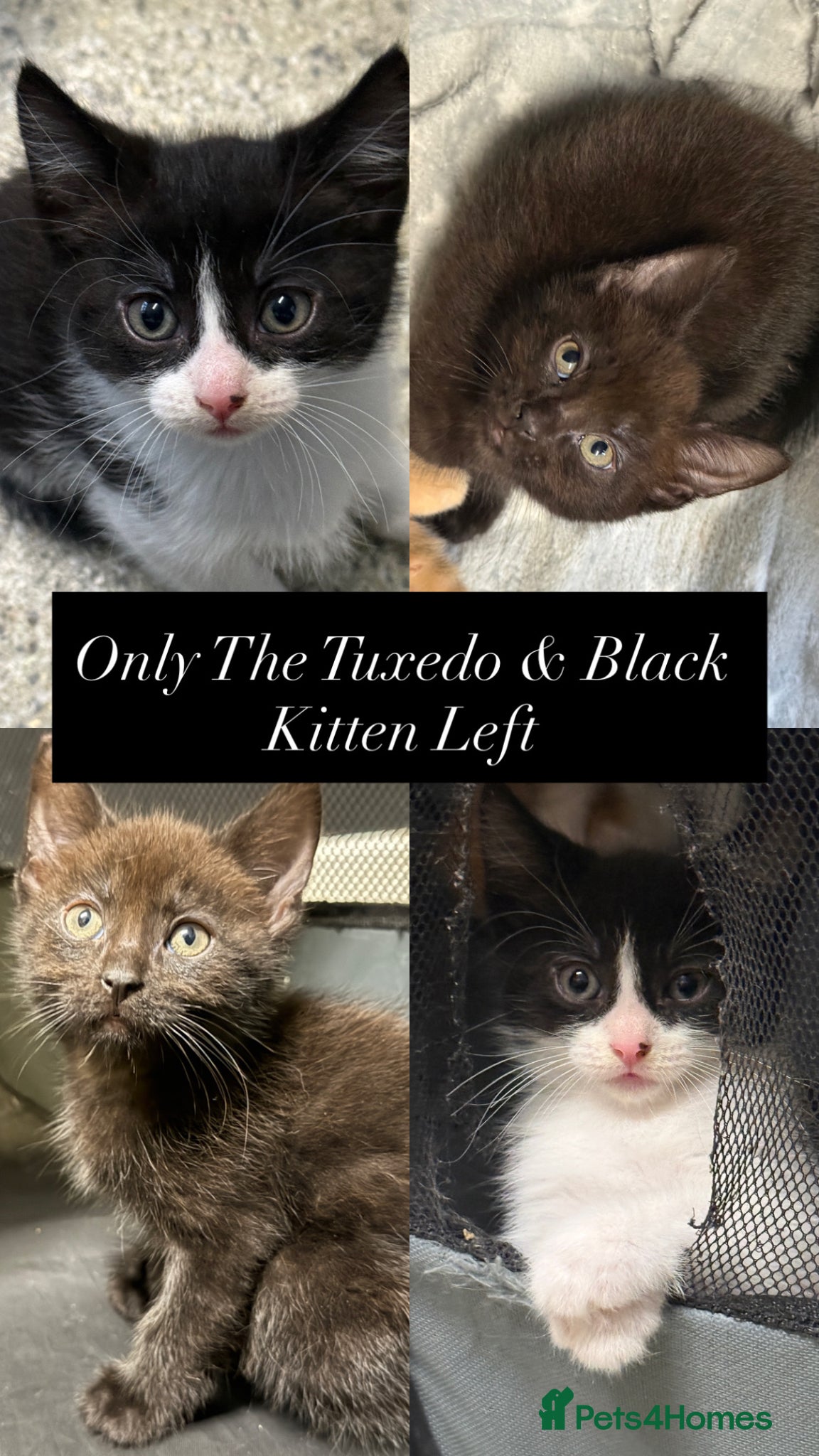 Mixed Breed cats Tuxedo and Black Kitten Left! Ready to leave :)  - Advert 4