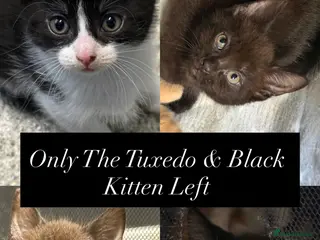 Mixed Breed cats Tuxedo Left! Ready to leave :) - Advert 6