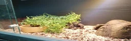 Corn Snake reptiles for sale: Job lot different adult snakes from £45  - Advert 1