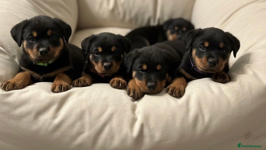 Rottweiler dogs Stunning chunky big boned Rottweiler puppies - Advert 3
