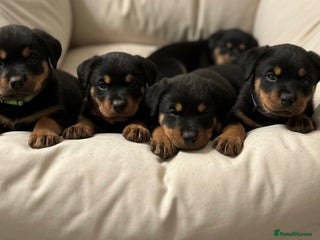 Rottweiler dogs Stunning chunky big boned Rottweiler puppies - Advert 5