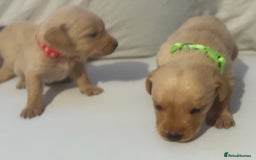 Labrador Retriever dogs for sale: KC registered Labrador puppies - Image 14
