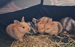 Harlequin rabbits for sale: 7 beautiful Harlequin bunnies looking for a new 🏡 - Image 9