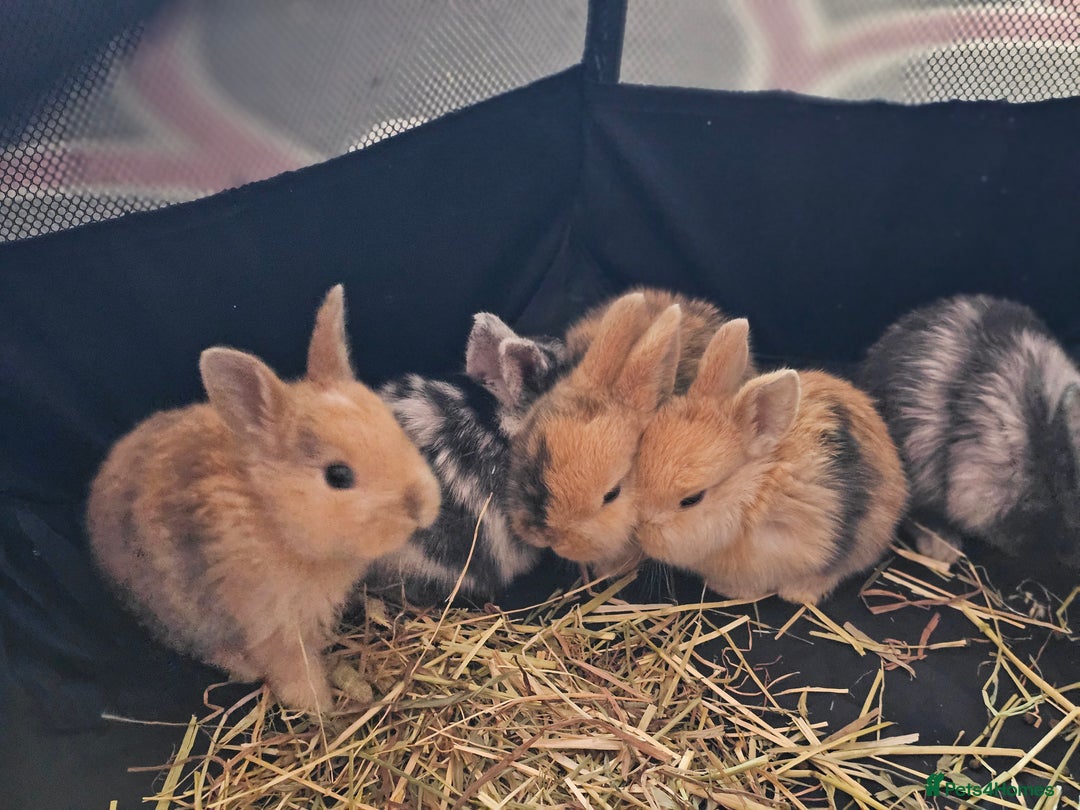 Harlequin rabbits for sale: 7 beautiful Harlequin bunnies looking for a new 🏡 - Image 9