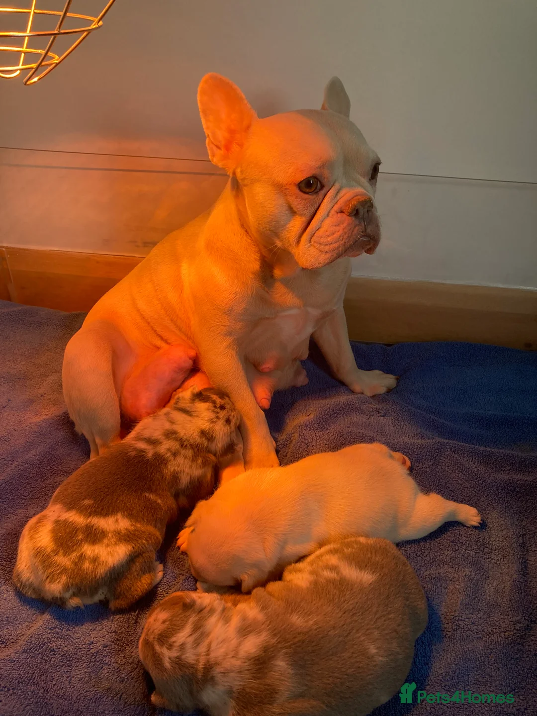 French Bulldog dogs for sale: French bulldog puppies  - Advert 2