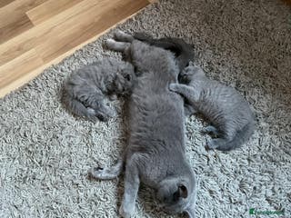 British Shorthair cats Beautiful GCCF Registered British Shorthair Kitten - Advert 2
