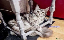 Maine Coon cats for sale: Maine Coon TICA reg kittens and Persian adult  - Image 8