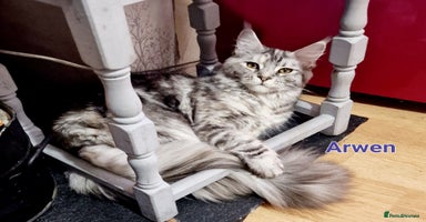 Maine Coon cats - Advert 11