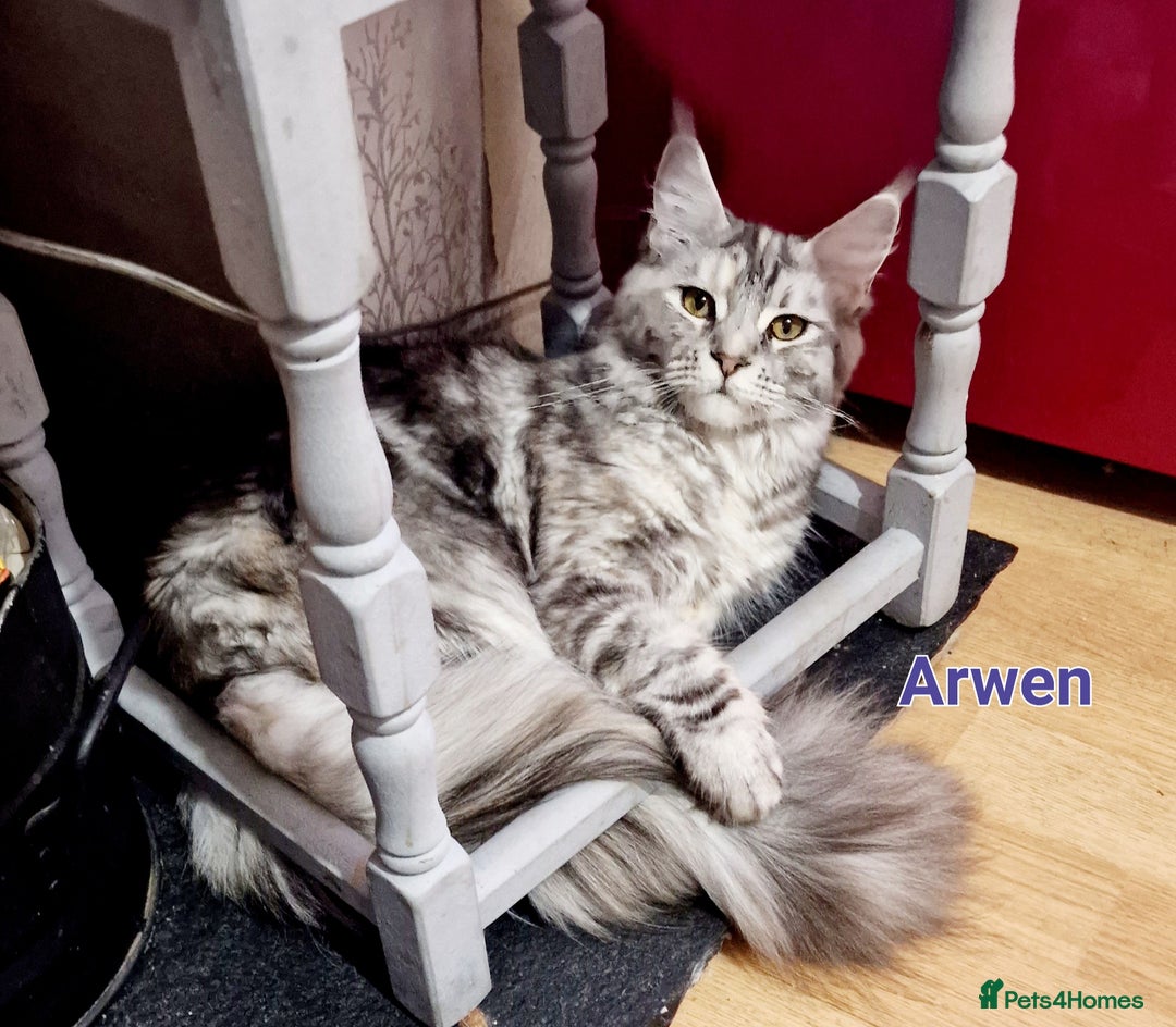 Maine Coon cats for sale: Maine Coon TICA reg kittens and Persian adult  - Image 8
