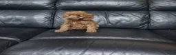 Cockapoo dogs for sale: Cockapoo puppies  in Dungannon - Advert 5