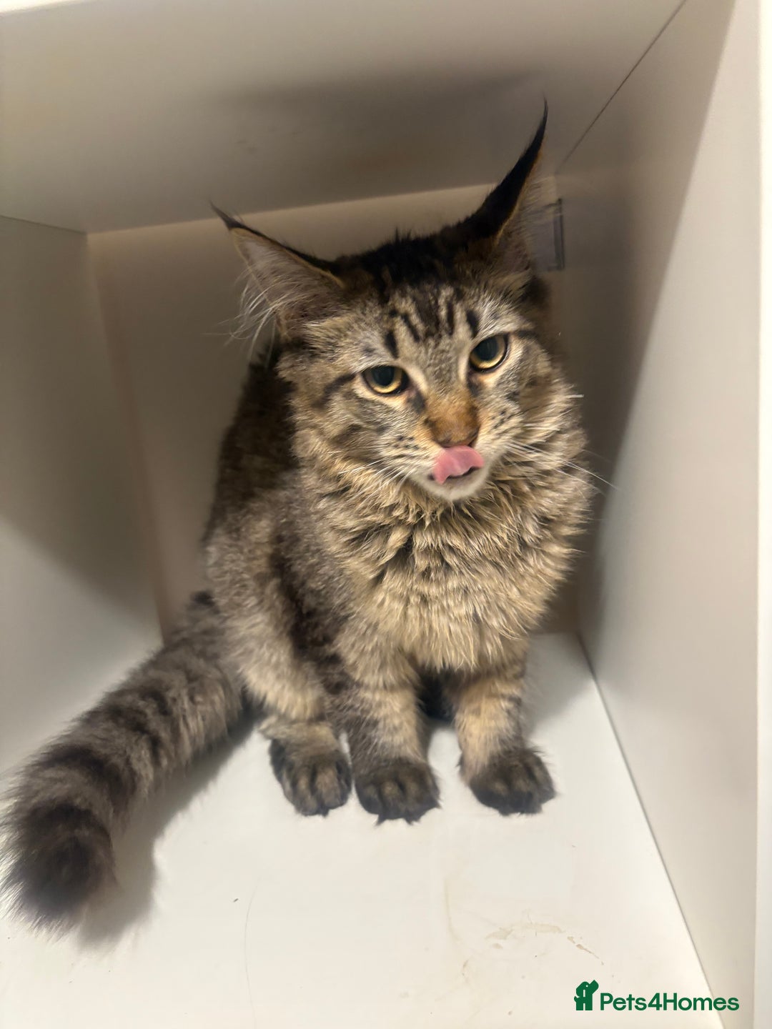 Maine Coon cats for sale: Maine coon  - Advert 4