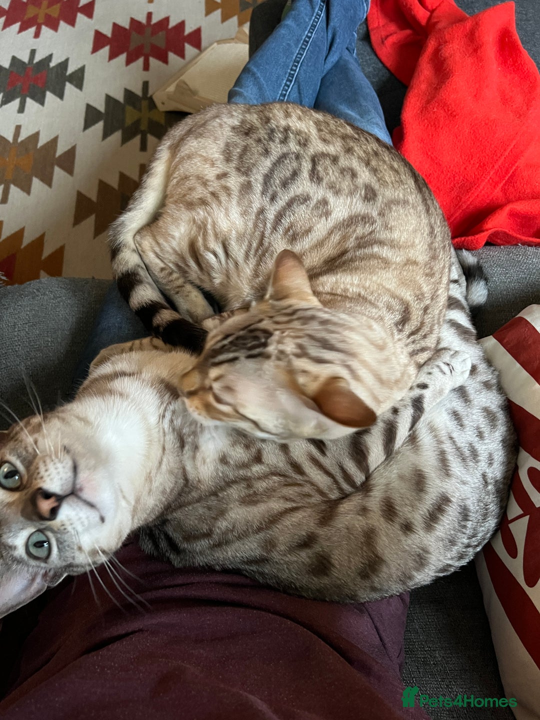 Bengal cats for sale: Two Bengal Boys - Advert 3