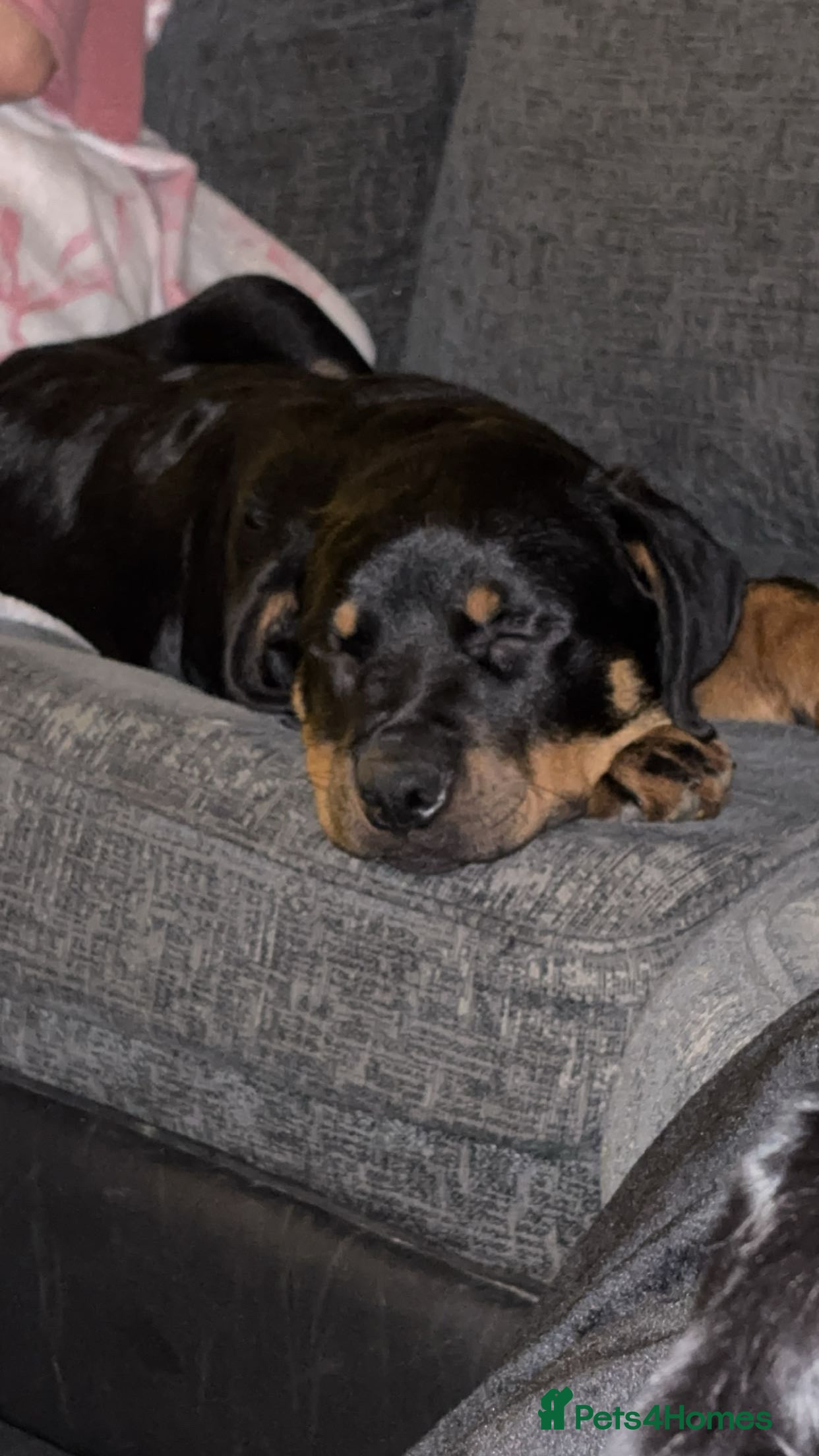 Rottweiler dogs 4 month old Rottweiler male - Advert 1