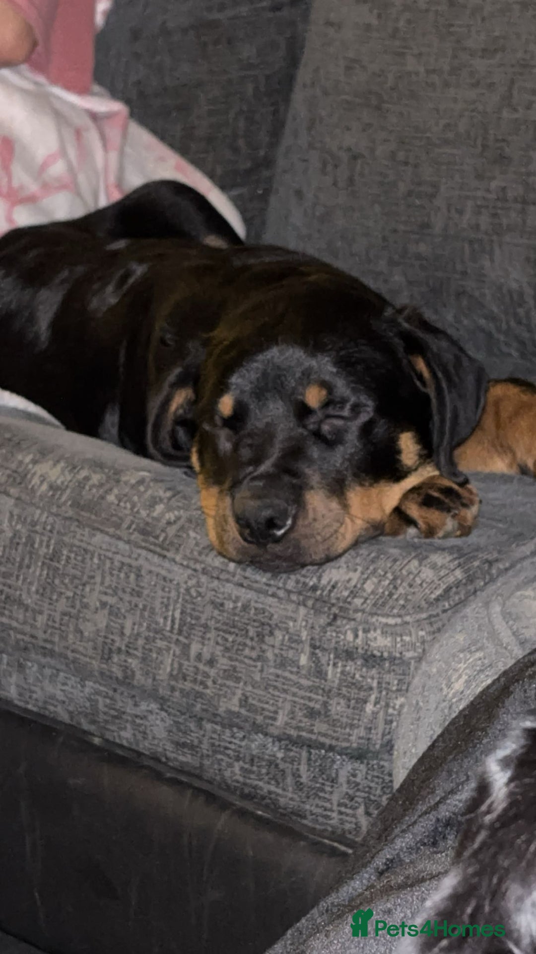 Rottweiler dogs for sale: 4 month old Rottweiler male - Advert 1