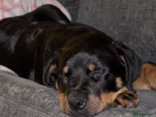 Rottweiler dogs 4 month old Rottweiler male - Advert 1
