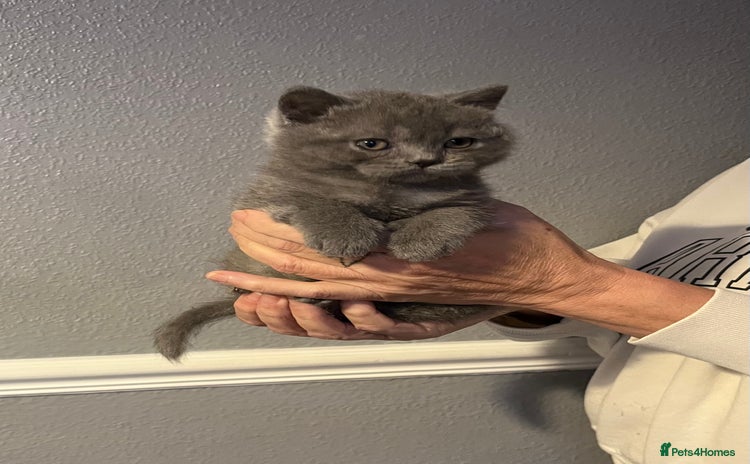 British Shorthair cats Gorgeous health tested British Blue short/longhair - Advert 11