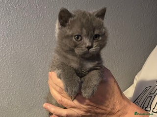 British Shorthair cats Gorgeous health tested British Blue short/longhair - Advert 10