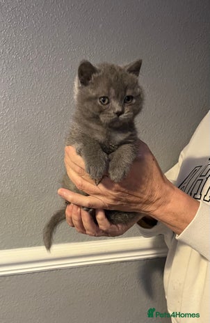 British Shorthair cats Gorgeous health tested British Blue short/longhair - Advert 11