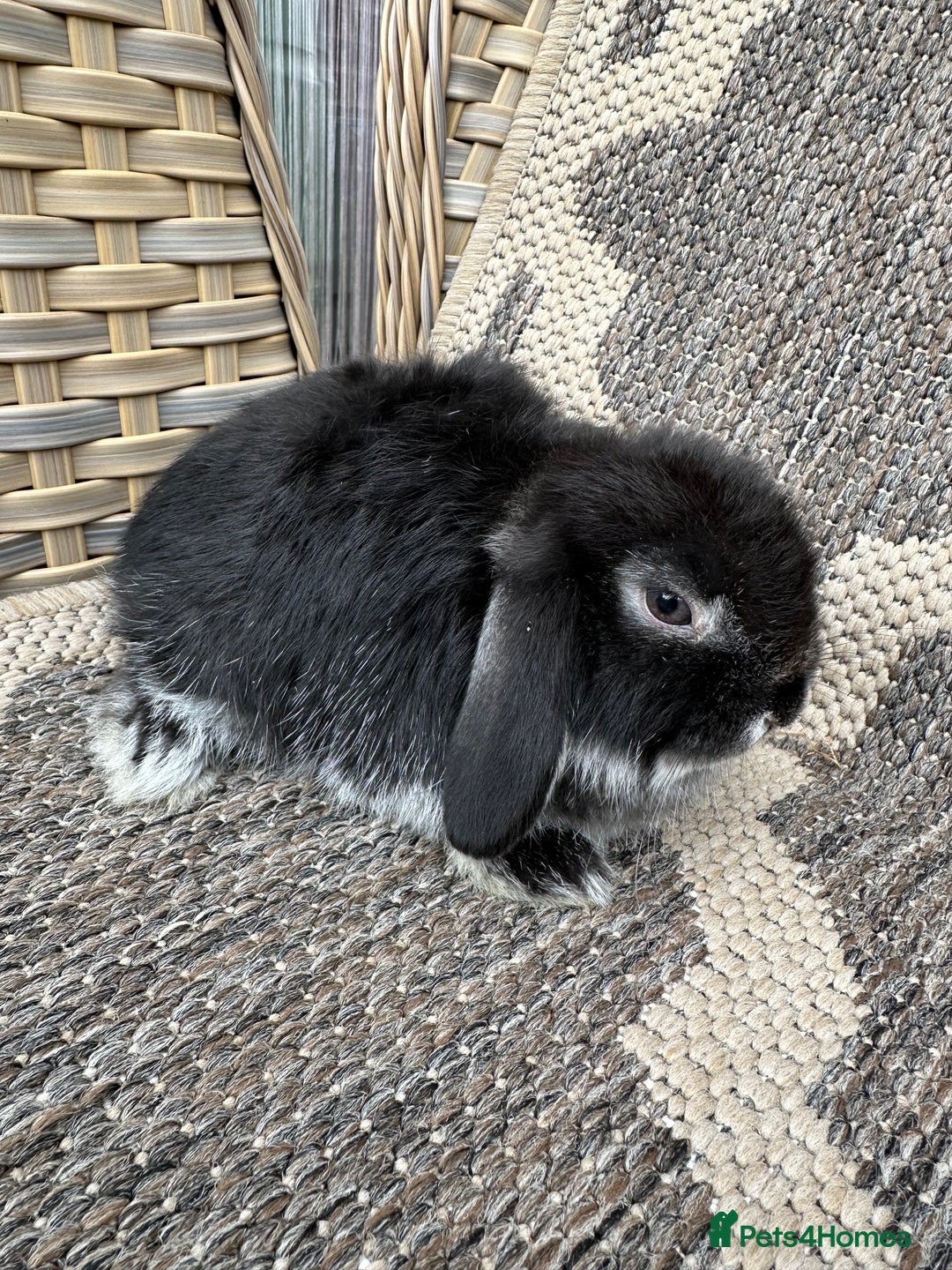Mini Lop rabbits for sale: Gorgeous mini lop bucks available . - Image 14