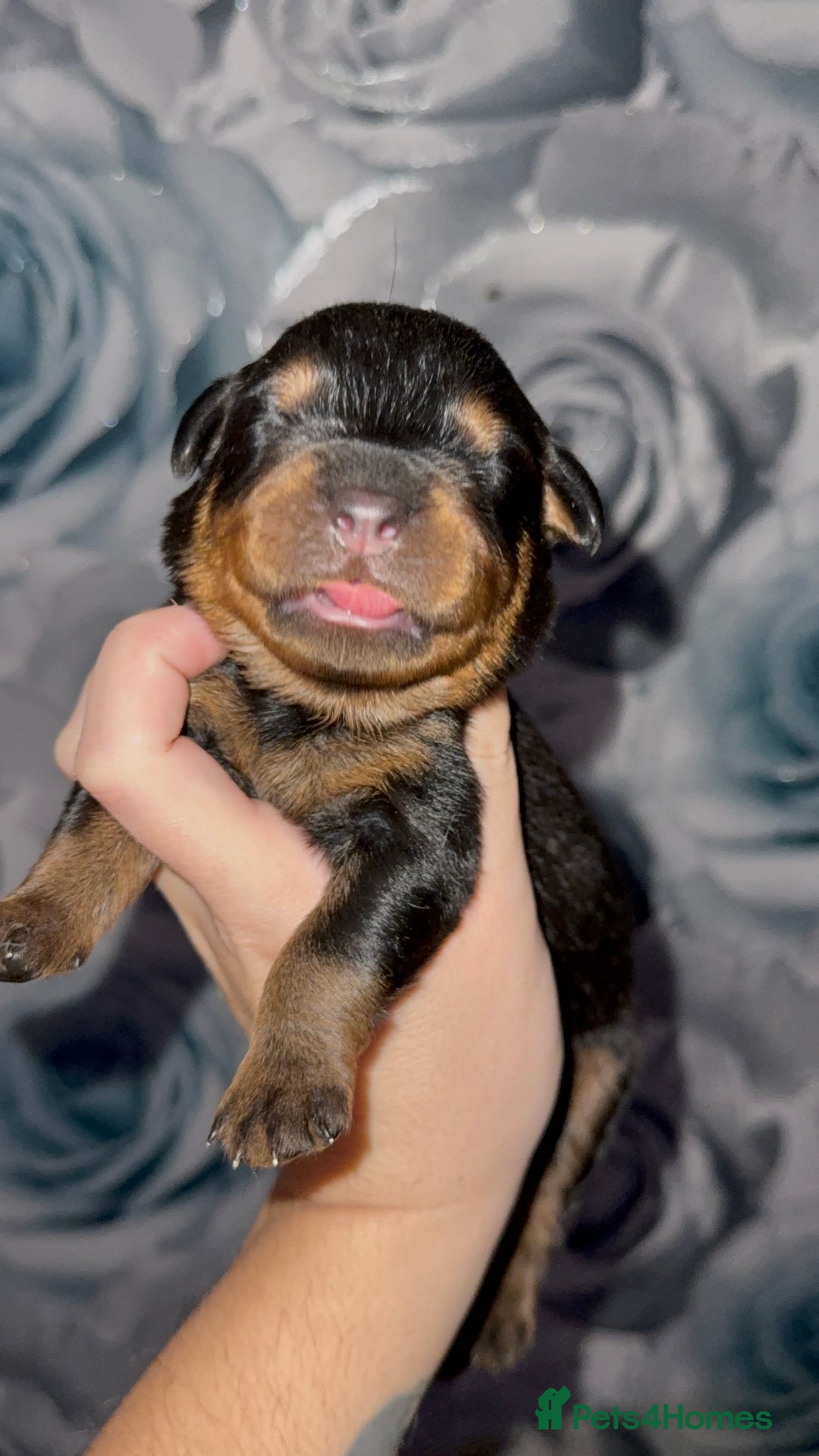 Rottweiler dogs for sale: Rottweiler puppies looking for a forever home - Image 3