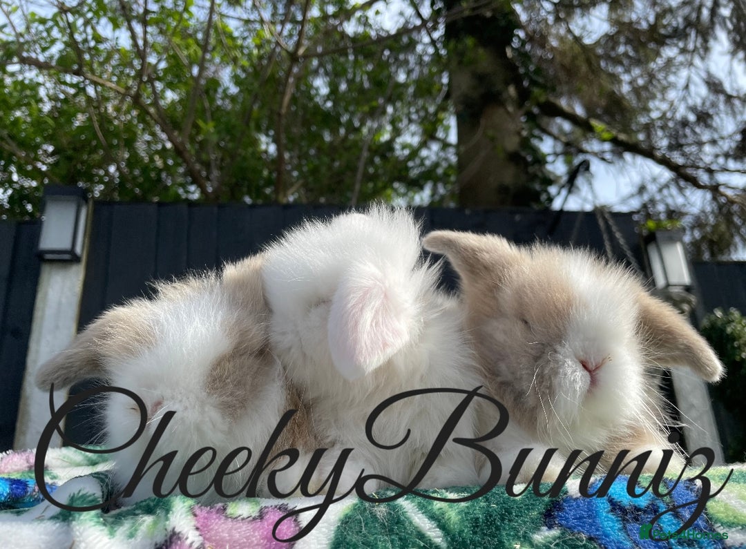 Mini Lion Lop rabbits for sale: Mini Lion Lop 2026 Waiting List Now Open - Advert 2