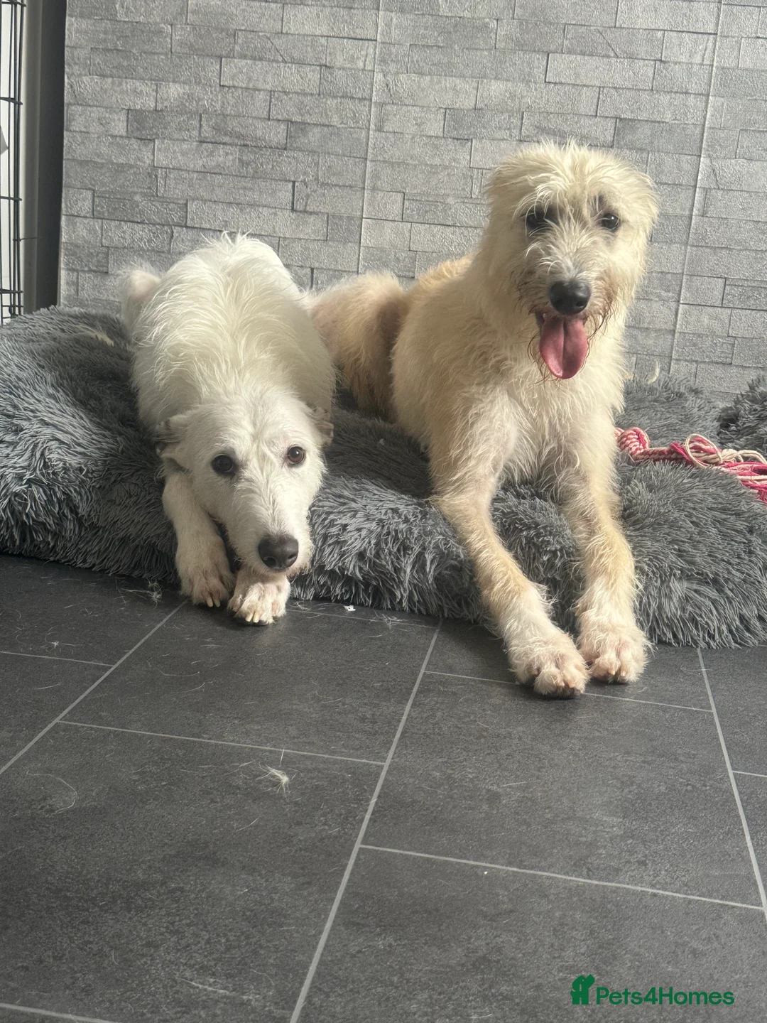 Deerhound dogs for sale: 2 deerhound bitches mother and daughter in Ashington - Advert 1