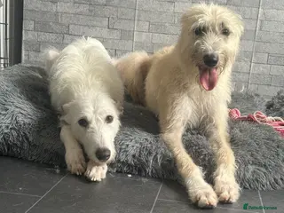 Deerhound dogs 2 deerhound bitches mother and daughter in Ashington - Advert 1