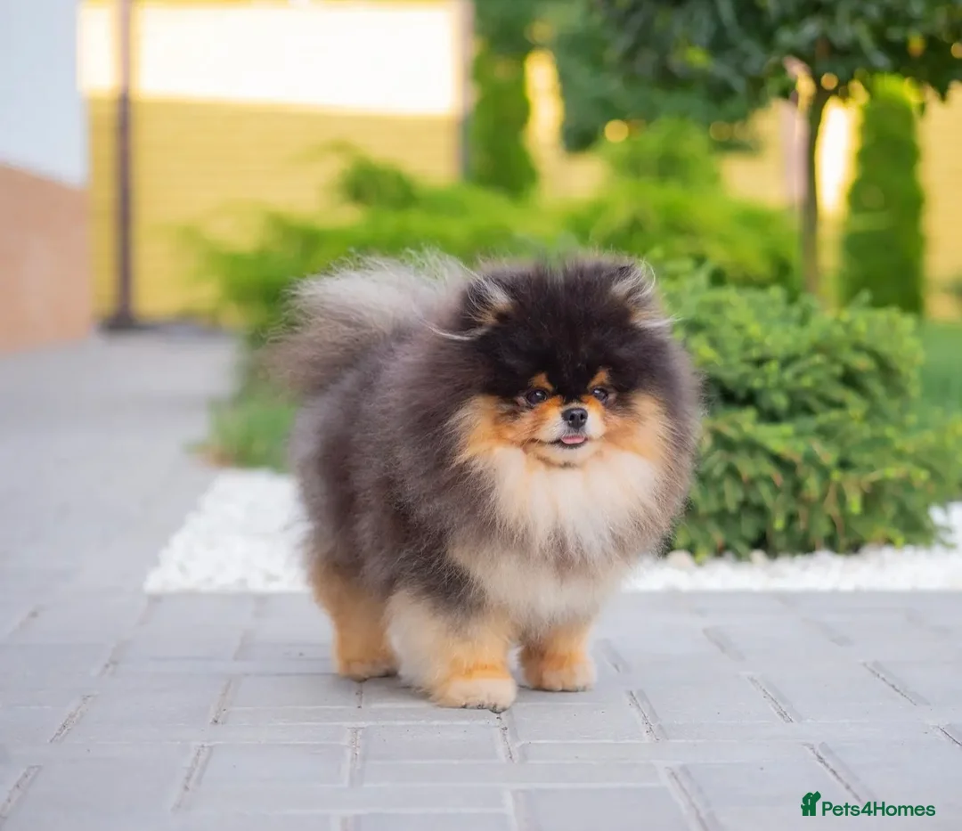 Pomeranian dogs for stud: 1.8 kg Black and Tan STUD True to type  - Advert 6