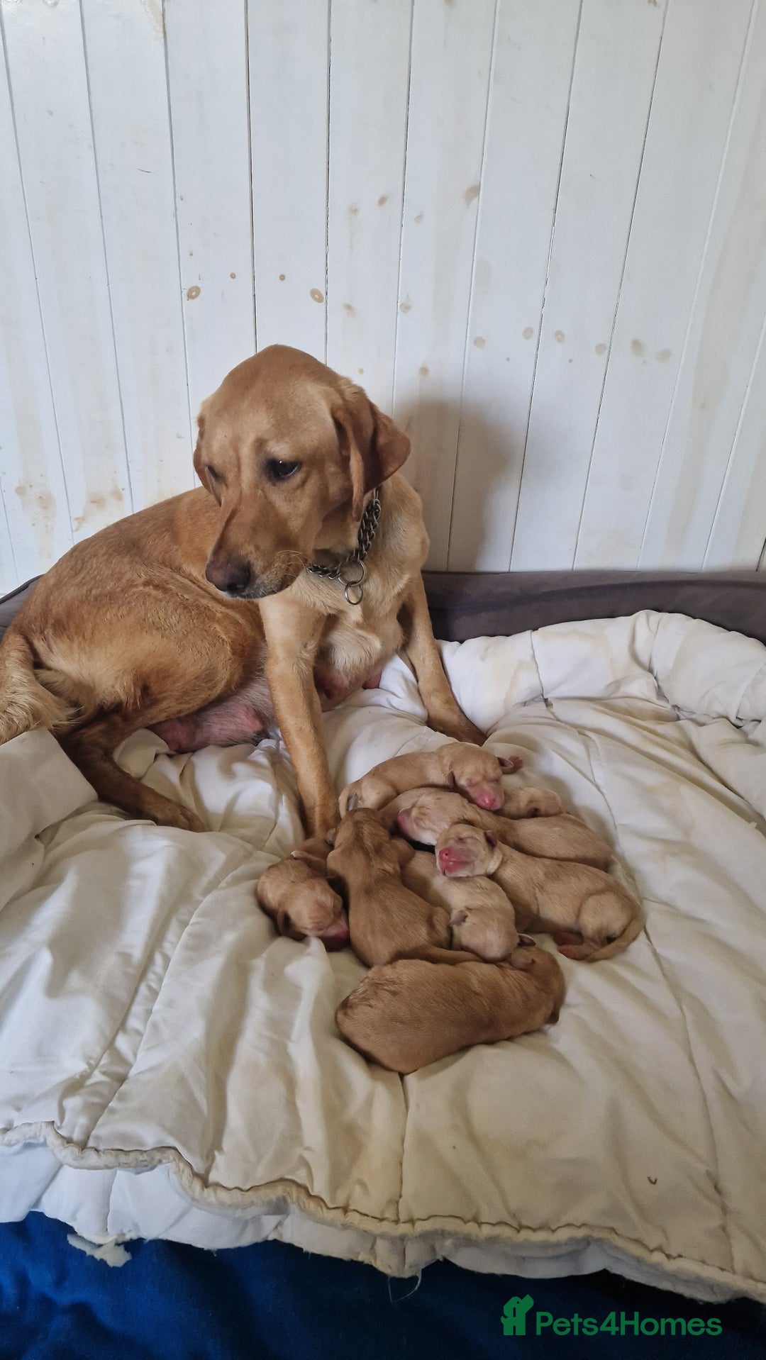 Labrador Retriever dogs for sale: Labrador puppies looking for 5* homes - Image 12