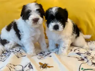 Miniature Schnauzer dogs 🌟KC Chocolate & Black & White Mini Schnauzer - Advert 4