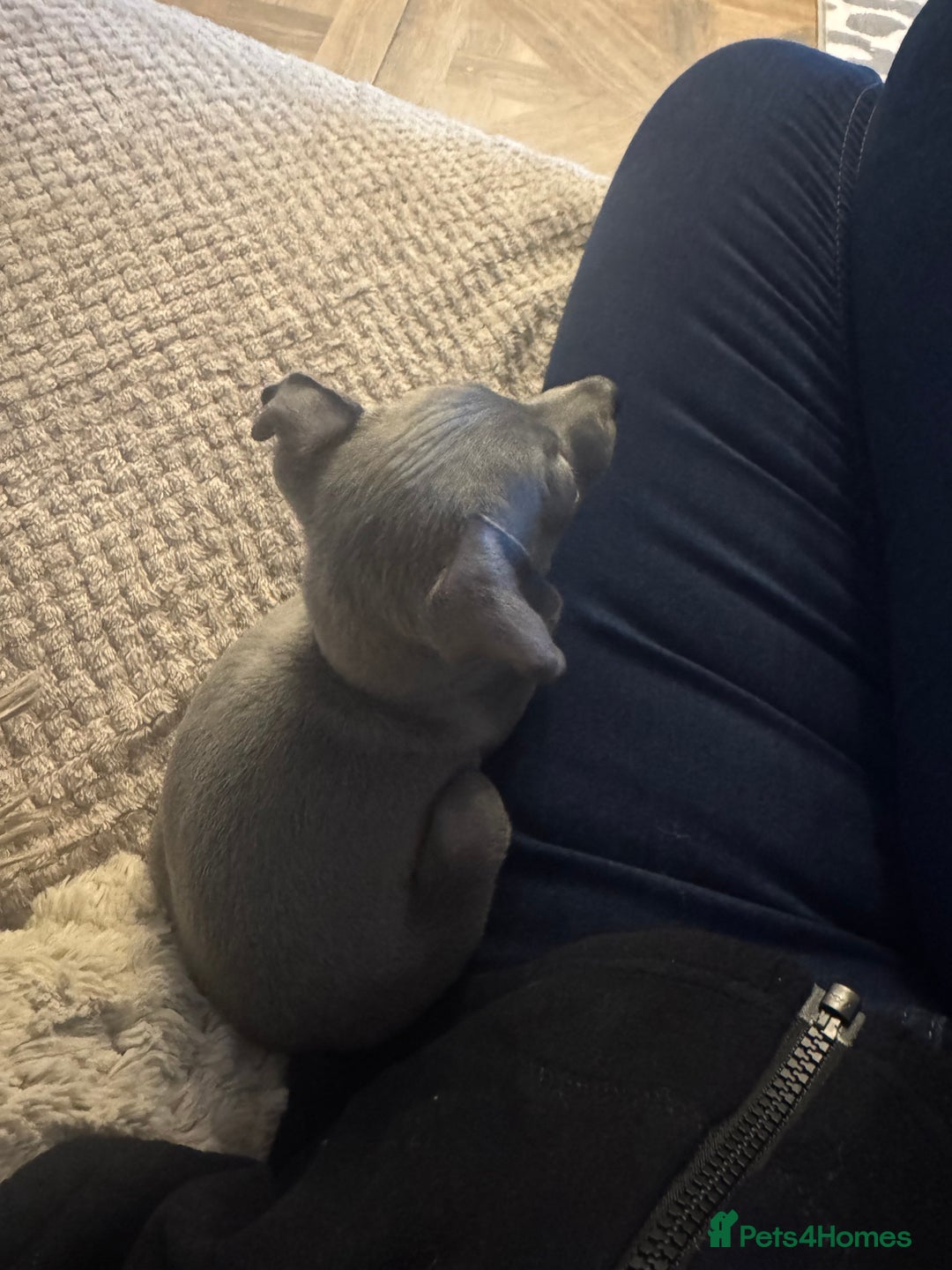 Italian Greyhound dogs for sale: Unfortunate resale due to allergies - Advert 5