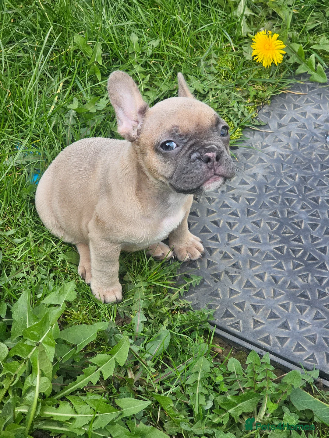 French Bulldog dogs for sale: French bulldog female  - Advert 1
