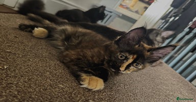 Maine Coon cats - Advert 7