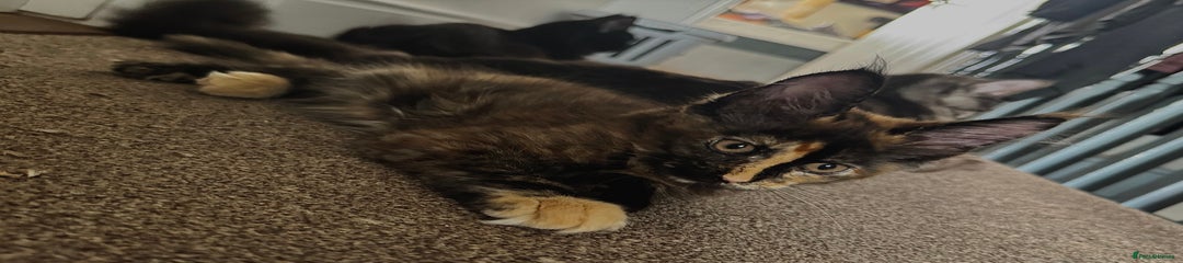 Maine Coon Tortie