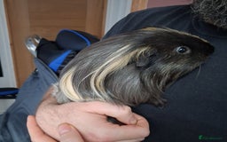 Guinea Pig rodents for sale: Guinea pig for new home - Image 2