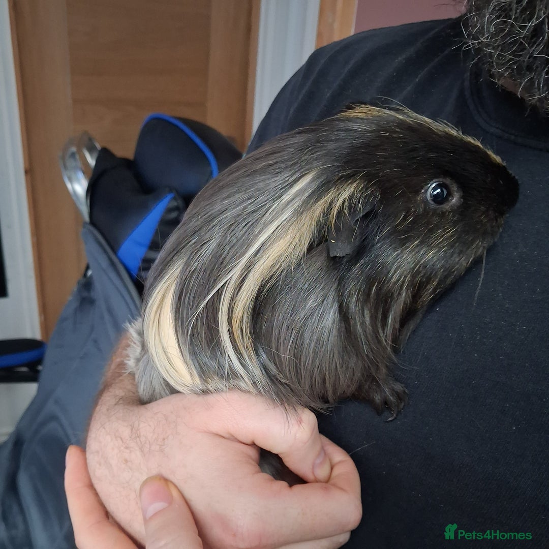 Guinea Pig rodents for sale: Guinea pig for new home - Image 2