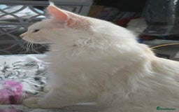 Maine Coon cats for sale: MAINE COON TICA REGISTERED KITTENS READY NOW  - Image 6