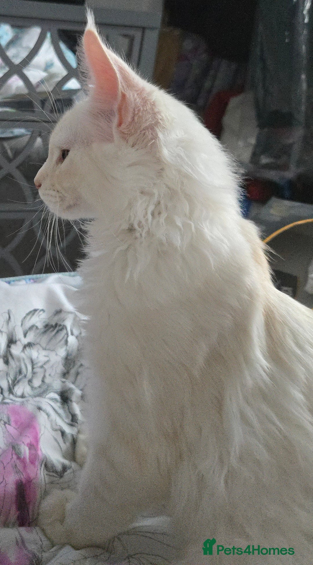 Maine Coon cats for sale: MAINE COON TICA REGISTERED KITTENS READY NOW  - Image 6
