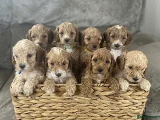 Cockapoo dogs F1b cockapoo for sale - Advert 2