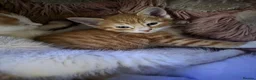 Mixed Breed cats for sale: Kittens looking for new home in Leigh - Advert 22