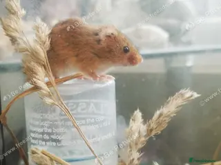 Mouse rodents Harvest mice - Advert 16