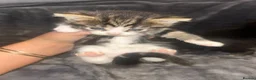 Mixed Breed cats for sale: Baby kittens  in Peterborough - Advert 10